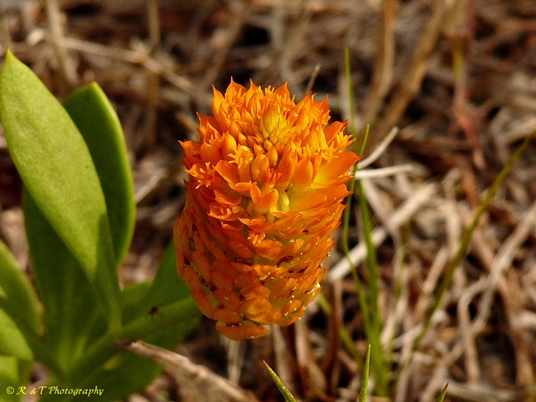 {Polygala lutea}